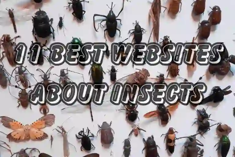 11 best websites about insects