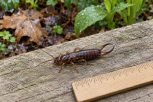 how to identify earwigs and what they do