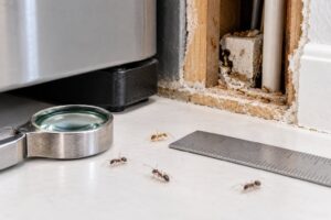 pharaoh ant identification and why they are hard to control