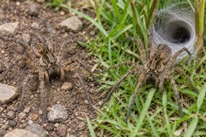 wolf spider vs grass spider identification