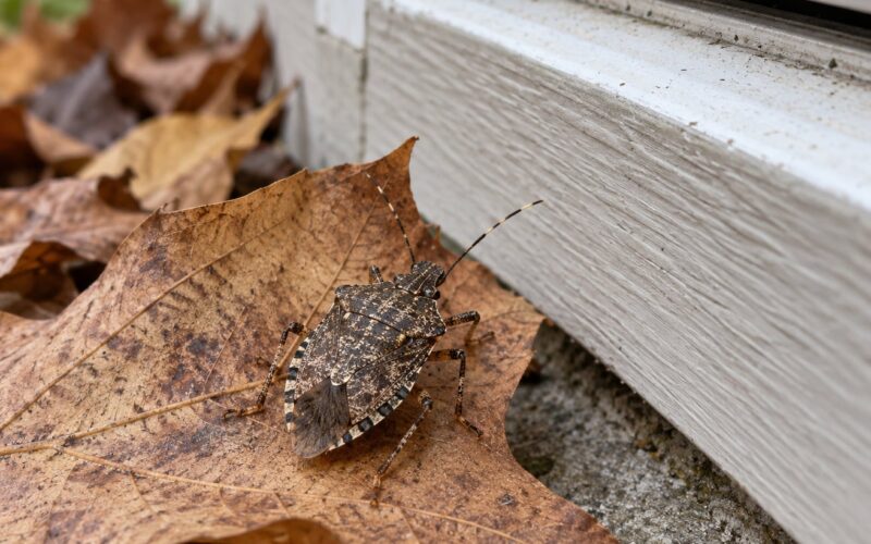 Why Stink Bugs Come Inside in the Fall: Simple Fixes (2026)