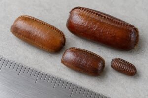 roach egg case identification by species