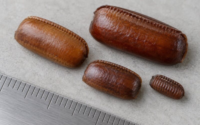 Roach Egg Case Identification by Species 2026
