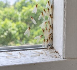 why termites swarm in the spring