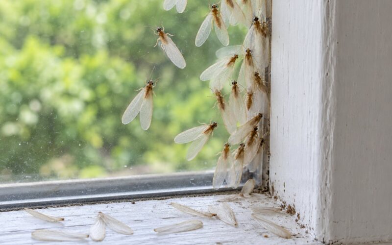 Why Termites Swarm in the Spring: Signs & Prevention 2026