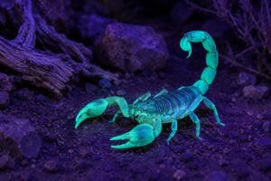 why scorpions glow under blacklight