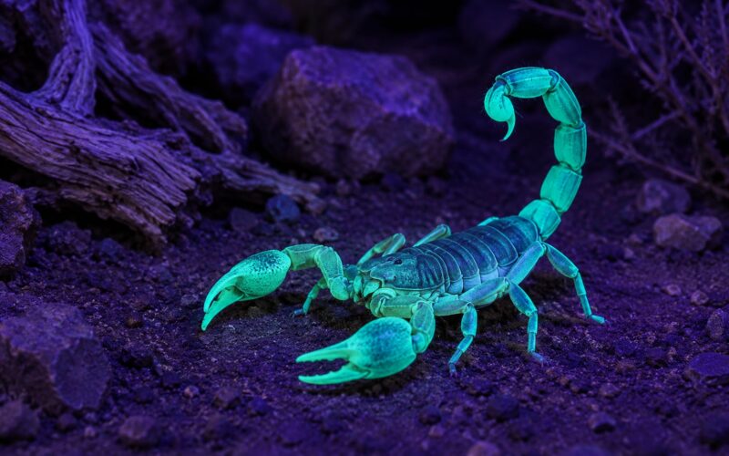 Why Scorpions Glow Under Blacklight: UV Science (2026)
