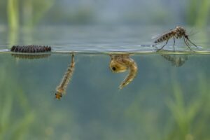 how mosquito life cycle works from egg to adult