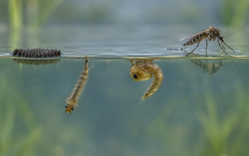 How Mosquito Life Cycle Works From Egg to Adult (2026)