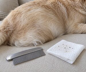 flea dirt identification on pets and furniture