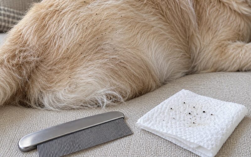 Flea Dirt Identification on Pets and Furniture (2026)
