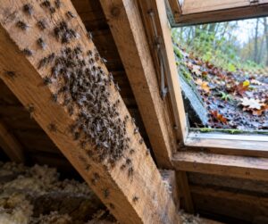 cluster flies in an attic explained