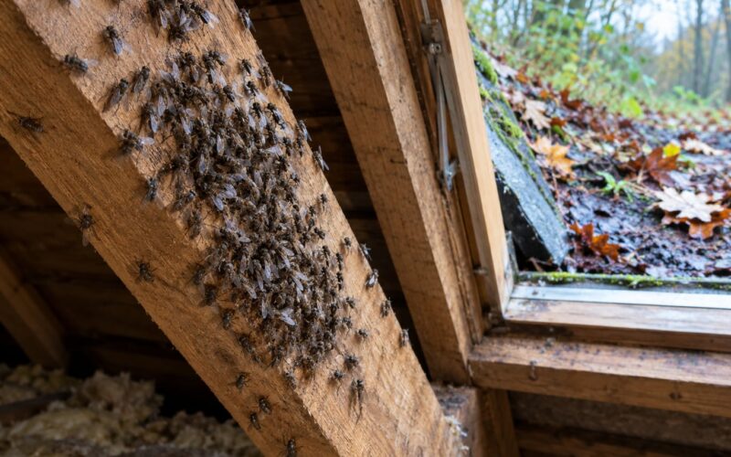 Cluster Flies in an Attic Explained: Causes, Removal (October 2026)