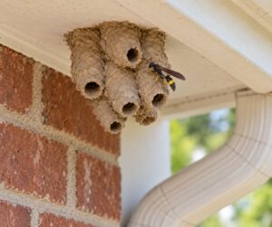 mud dauber nests and whether to remove them