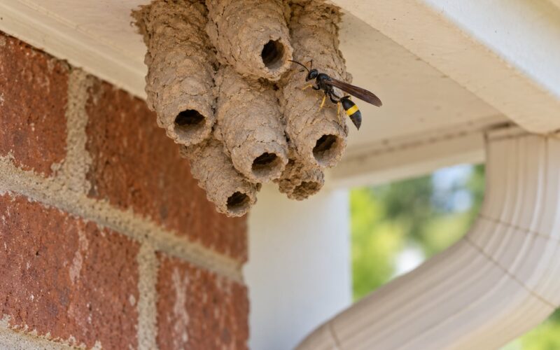 Mud Dauber Nests and Whether to Remove Them: Easy Guide (2026)
