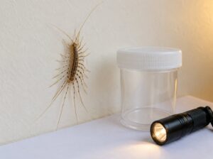how to identify a house centipede