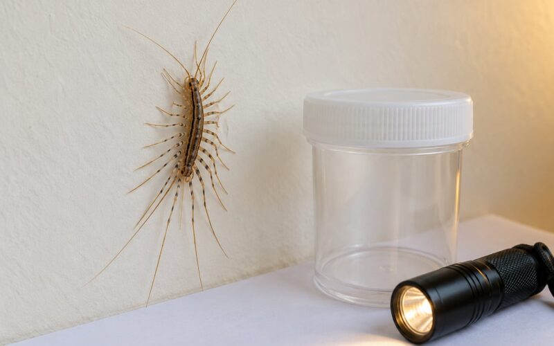 How to Identify a House Centipede: 5 Sure Signs (October 2026)