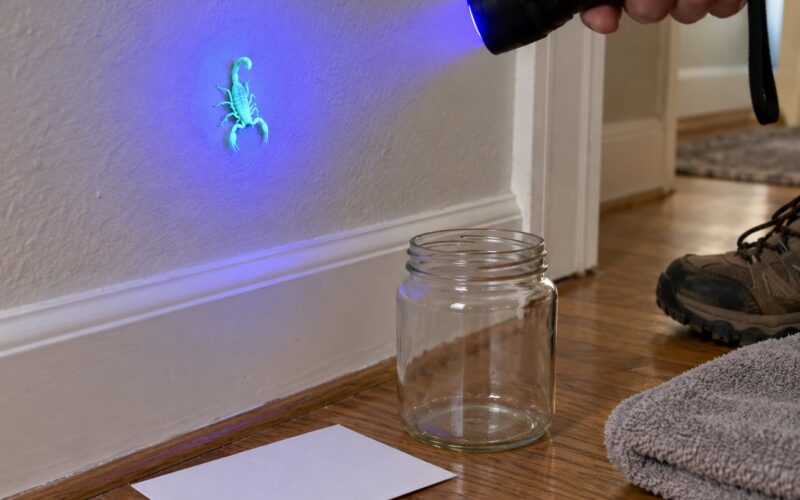 How to Identify a Scorpion in a House: 5 Traits (2026)