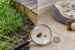 sand fleas vs cat fleas differences