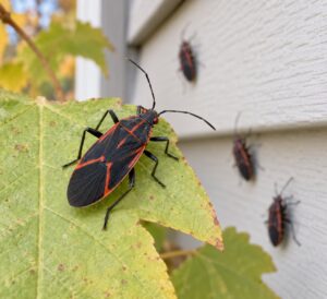 boxelder bug identification and control