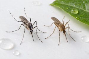 asian tiger mosquito vs common house mosquito