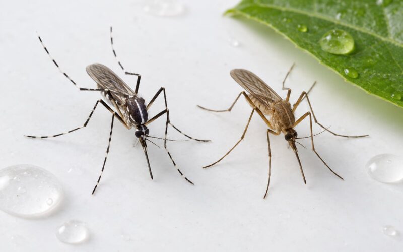 Asian Tiger Mosquito vs Common House Mosquito: Easy ID (2026)