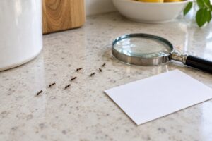 odorous house ant identification and control