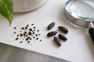 cockroach droppings vs mouse droppings identification