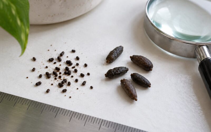 Cockroach Droppings vs Mouse Droppings Identification (2026)