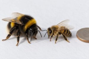 how to tell a honey bee from a bumble bee