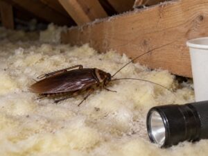smoky brown cockroach identification and habits