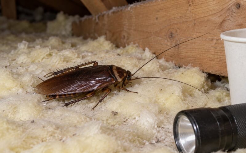 Smoky Brown Cockroach Identification and Habits 2026
