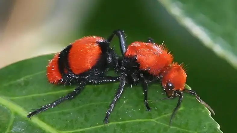 Red Velvet Ant (Dasymutilla occidentalis)