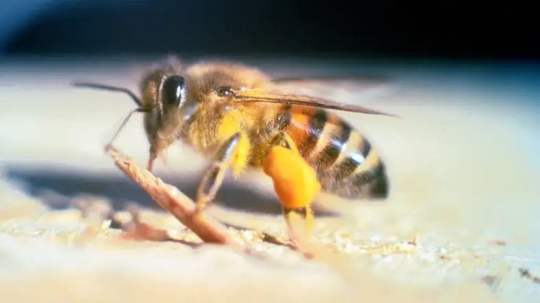 Africanized Bee (also known as Killer Bee)