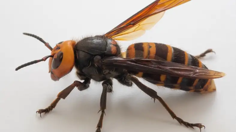 Asian Giant Hornet