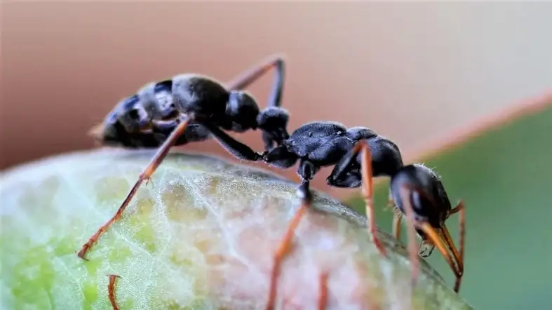 Australian Jumper Ant