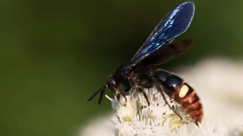 Blue-Winged Wasp