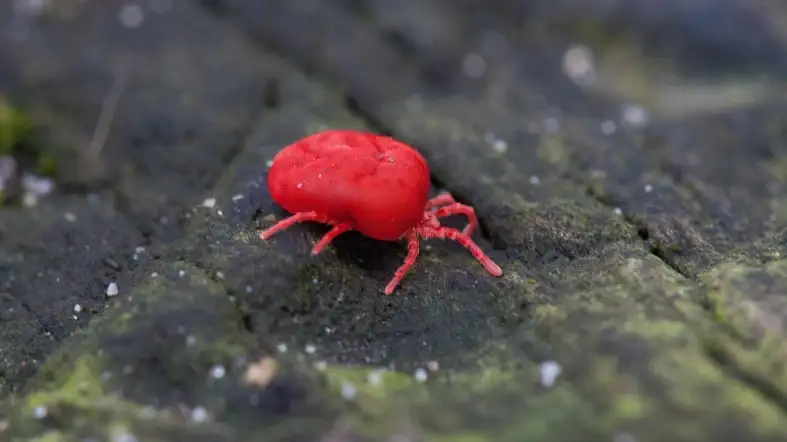 Chiggers (Trombiculidae)