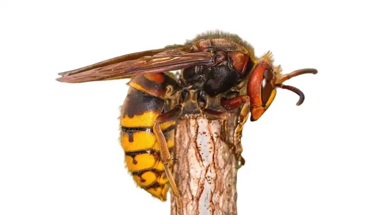 European Hornet