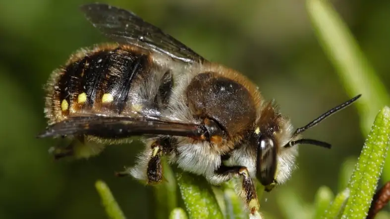 European Wool Carder Bee (Anthidium manicatum)