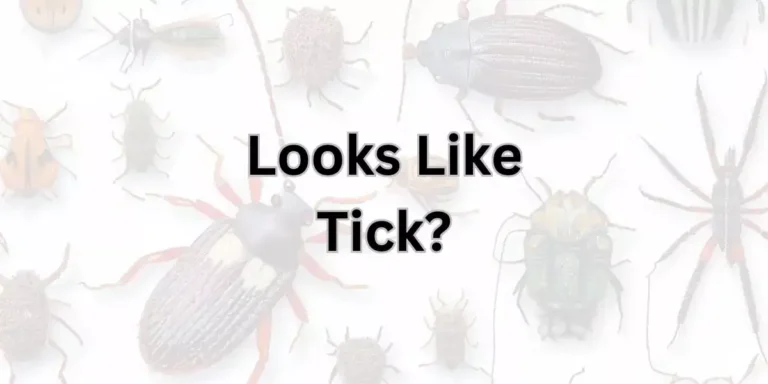 Fascinating 6 Legged Bug Looks Like Tick