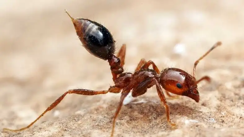 Fire Ant