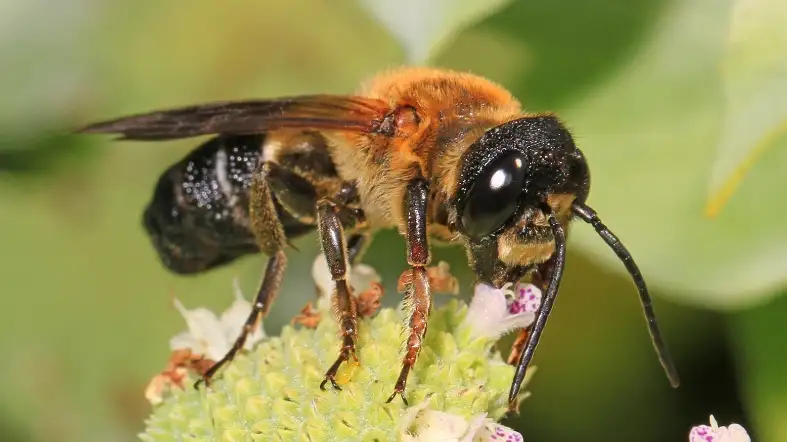 Giant Resin Bee (Megachile sculpturalis)