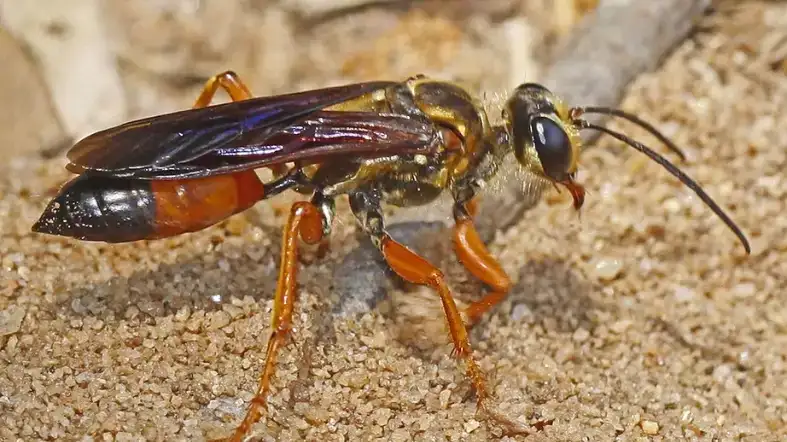 Great Golden Digger Wasp (Sphex ichneumoneus)