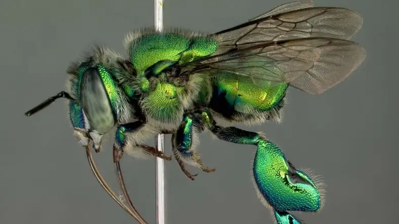 Green Orchid Bee (Euglossini tribe)