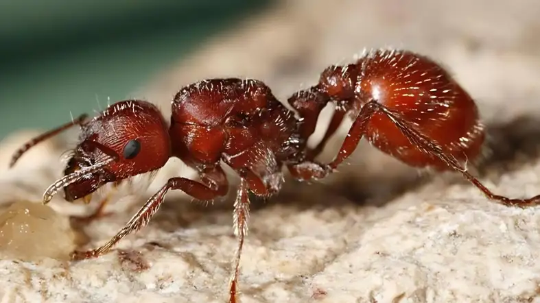 Harvester Ants