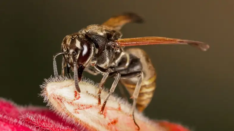 Honey Wasp (Brachygastra mellifica)