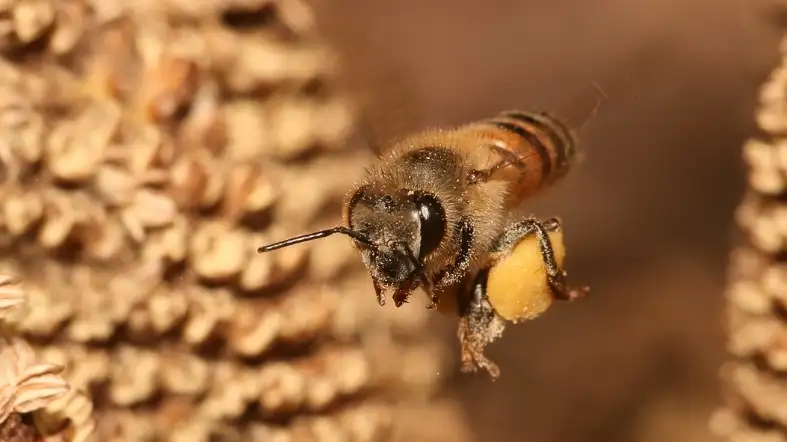 Honeybee (Apis mellifera)