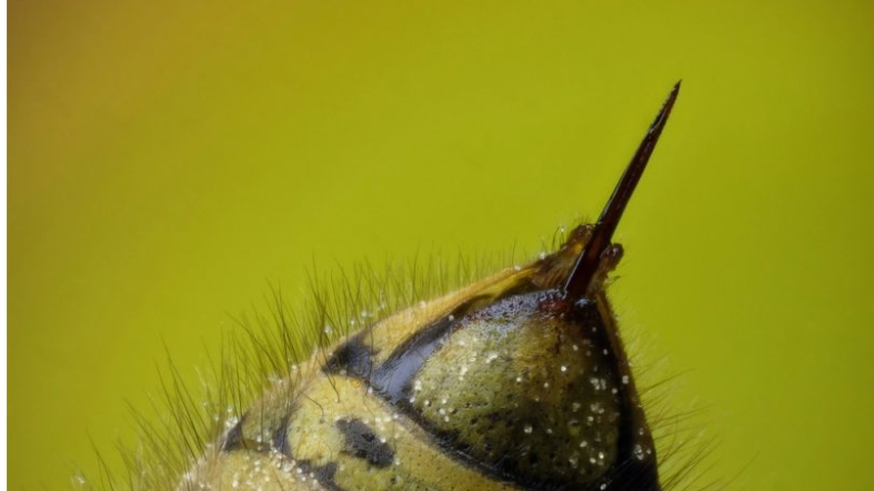 How Insects Deliver Their Sting