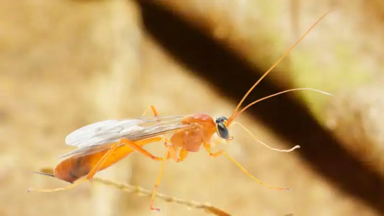 Ichneumon Fly